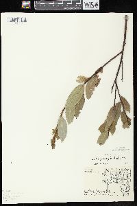 Salix myricoides image