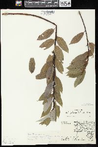 Salix myricoides image