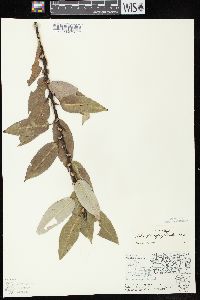 Salix myricoides image