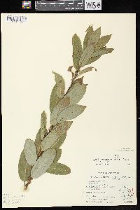 Salix myricoides image