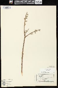 Salix humilis var. humilis image