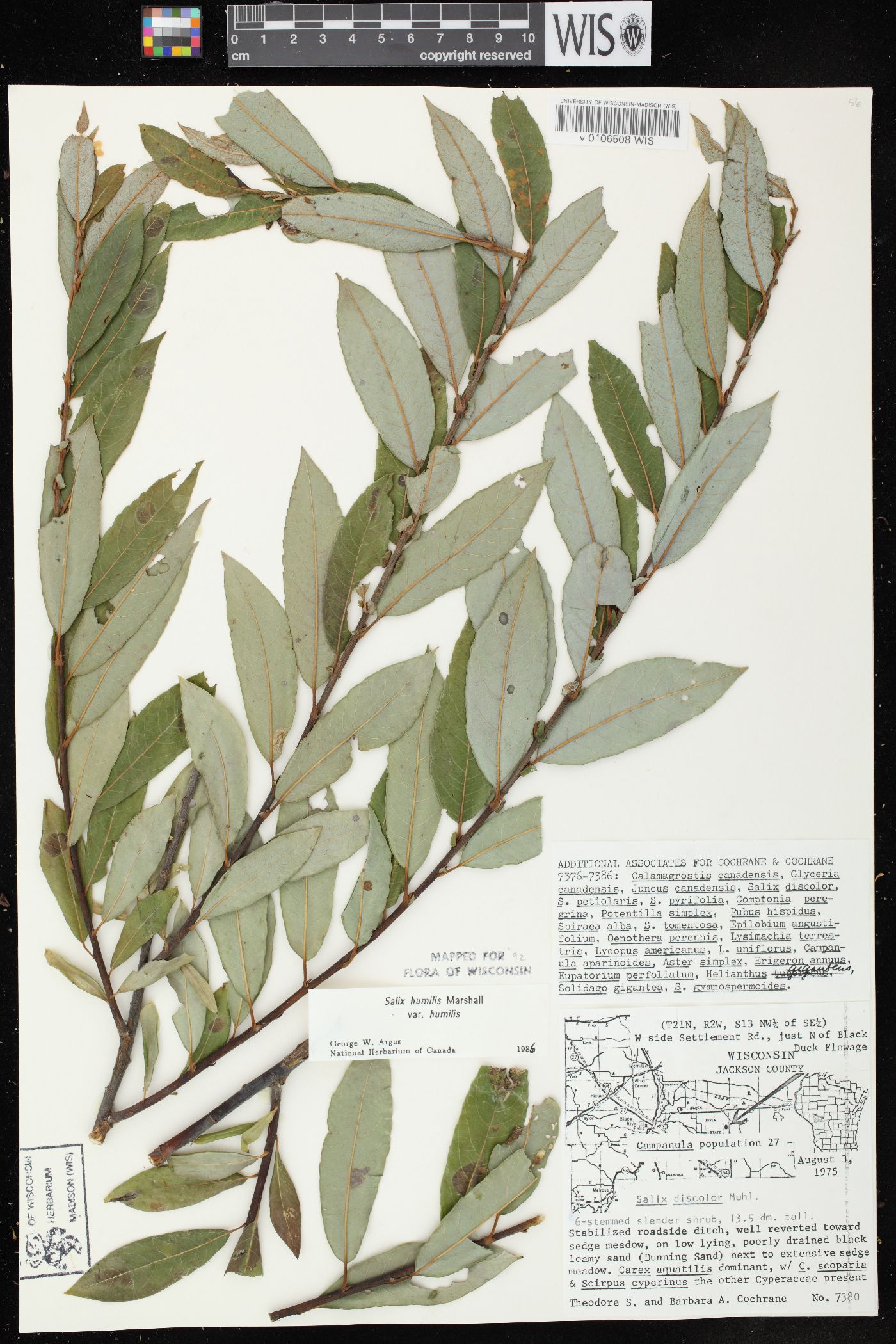 Salix humilis var. humilis image