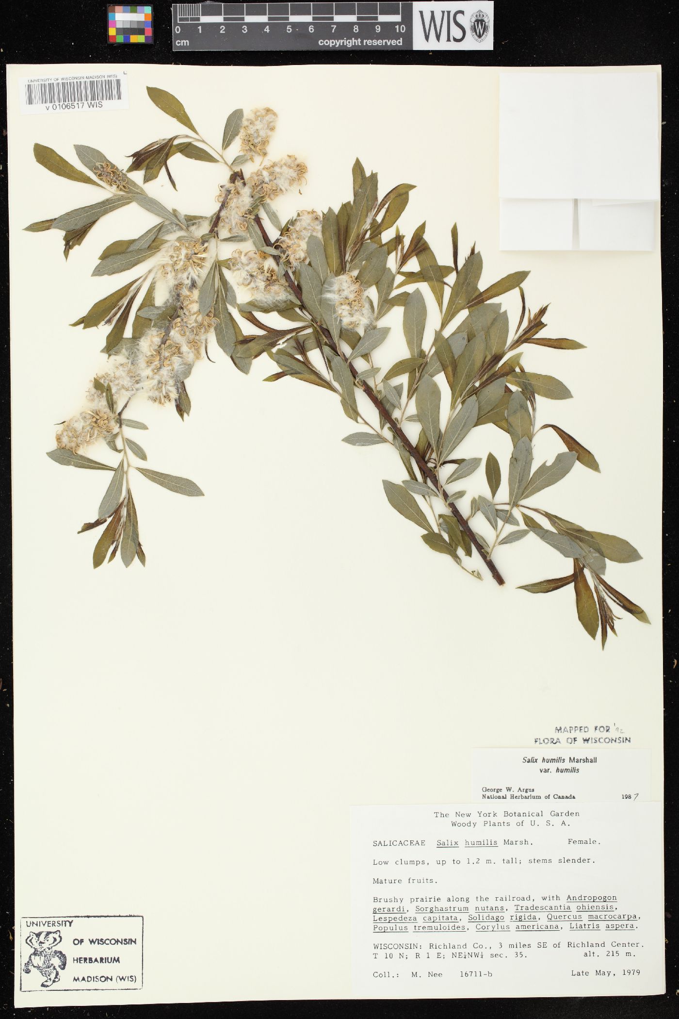 Salix humilis var. humilis image