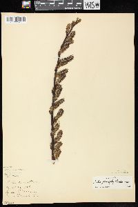 Salix myricoides image