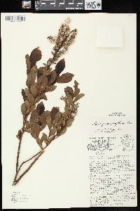 Salix myricoides image