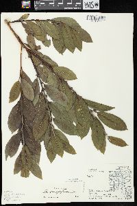 Salix myricoides image