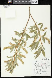 Salix lucida image