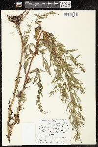 Epilobium ciliatum image