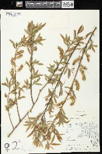 Salix eriocephala image