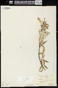 Salix eriocephala image