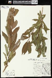 Salix eriocephala image