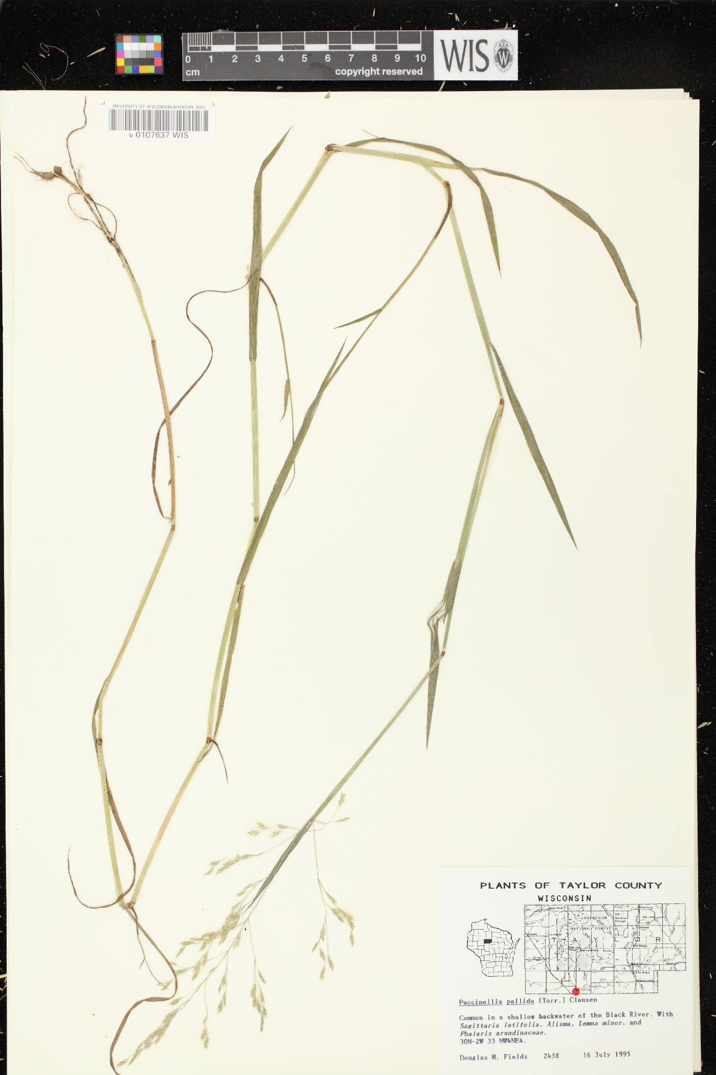 Puccinellia pallida image