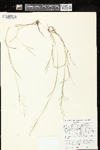 Puccinellia pallida image