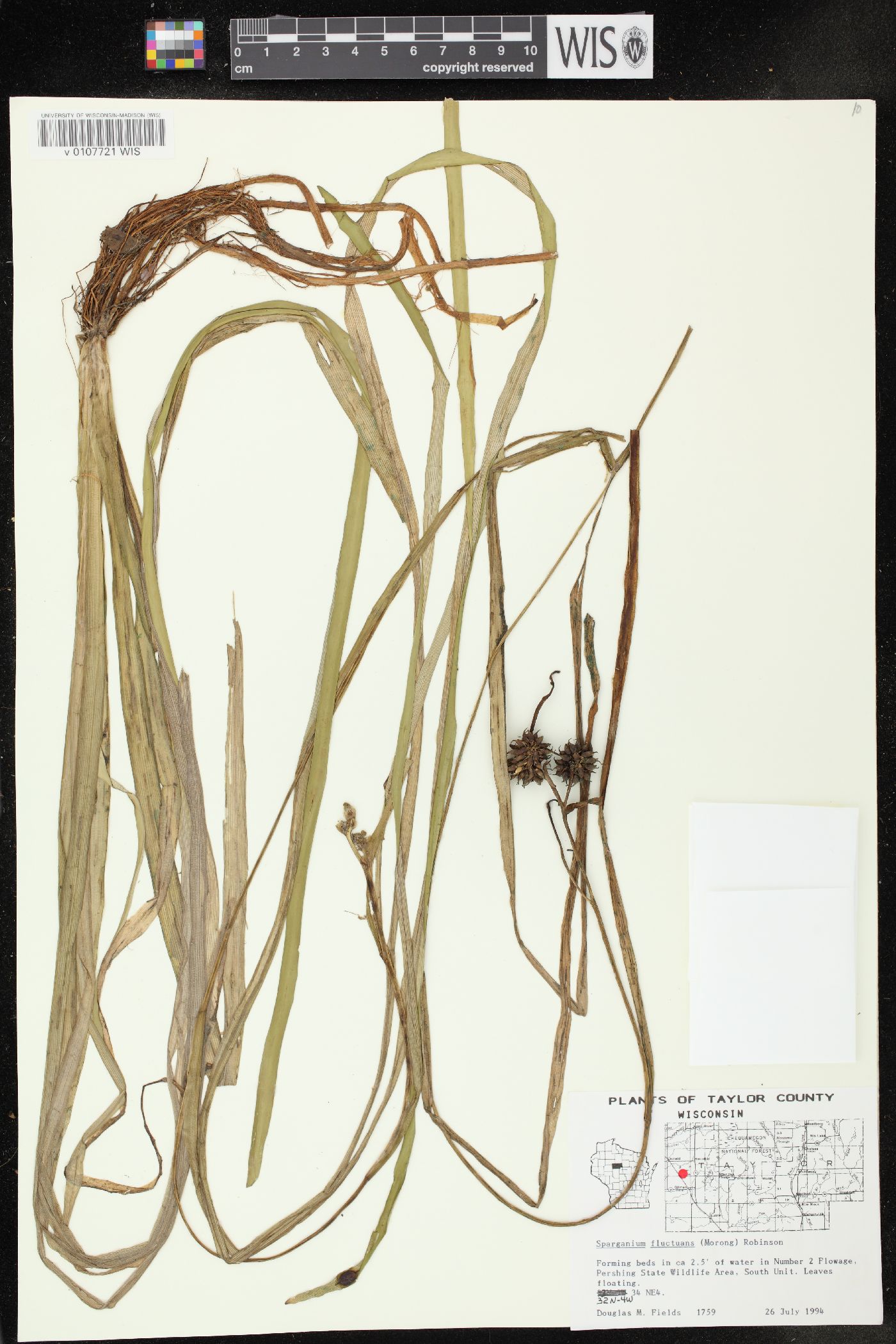 Sparganium fluctuans image