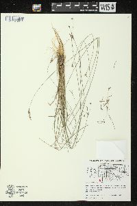 Juncus interior image