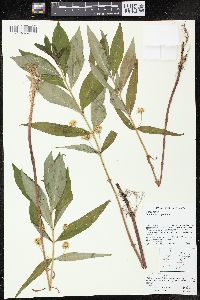 Lysimachia thyrsiflora image