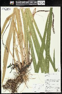 Iris versicolor image