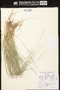 Carex trisperma image