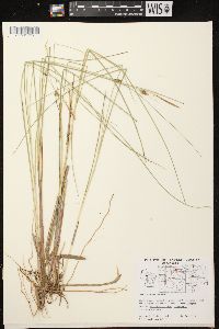 Carex oligosperma image