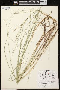 Carex oligosperma image