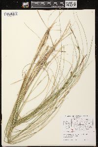 Carex oligosperma image