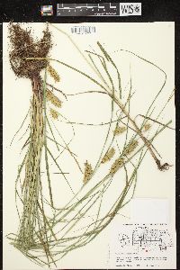 Carex tuckermanii image