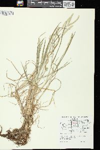 Alopecurus aequalis image