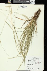 Alopecurus pratensis image