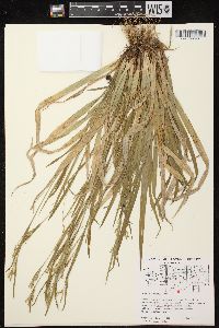 Carex leptonervia image