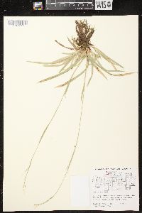 Carex arctata image