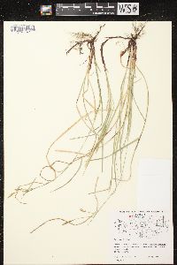 Carex woodii image