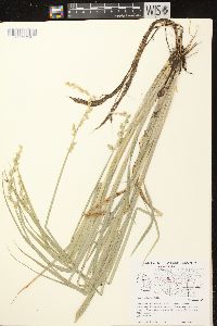 Carex stipata var. stipata image