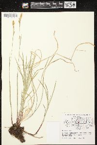 Carex woodii image