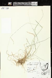 Poa saltuensis image