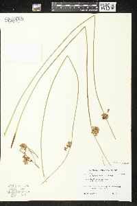 Juncus effusus image