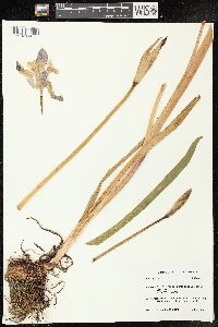 Iris virginica image