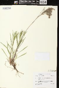 Solidago missouriensis var. fasciculata image