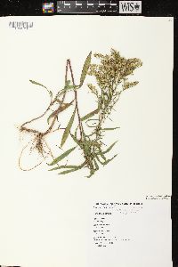 Solidago missouriensis var. fasciculata image