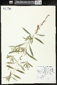 Lysimachia lanceolata image