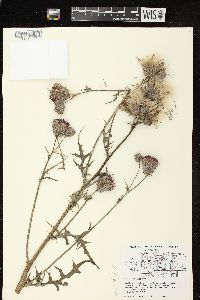 Cirsium muticum image