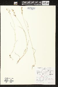 Juncus brevicaudatus image