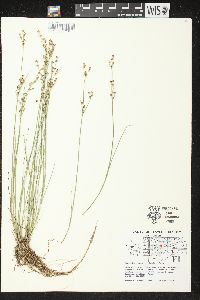 Juncus brevicaudatus image