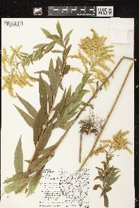 Solidago canadensis var. scabra image