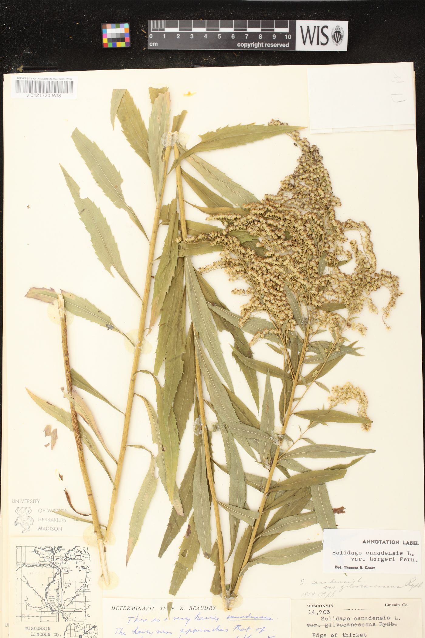 Solidago canadensis var. hargeri image