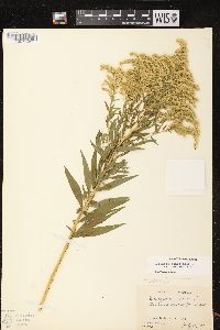 Solidago canadensis var. canadensis image