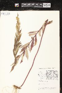 Solidago canadensis var. hargeri image