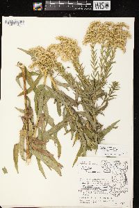 Solidago canadensis var. scabra image