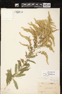 Solidago canadensis var. hargeri image