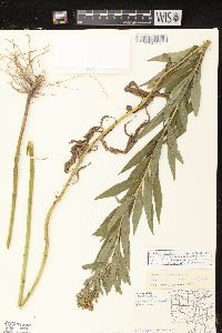 Solidago canadensis var. hargeri image