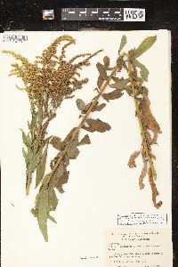 Solidago canadensis var. hargeri image